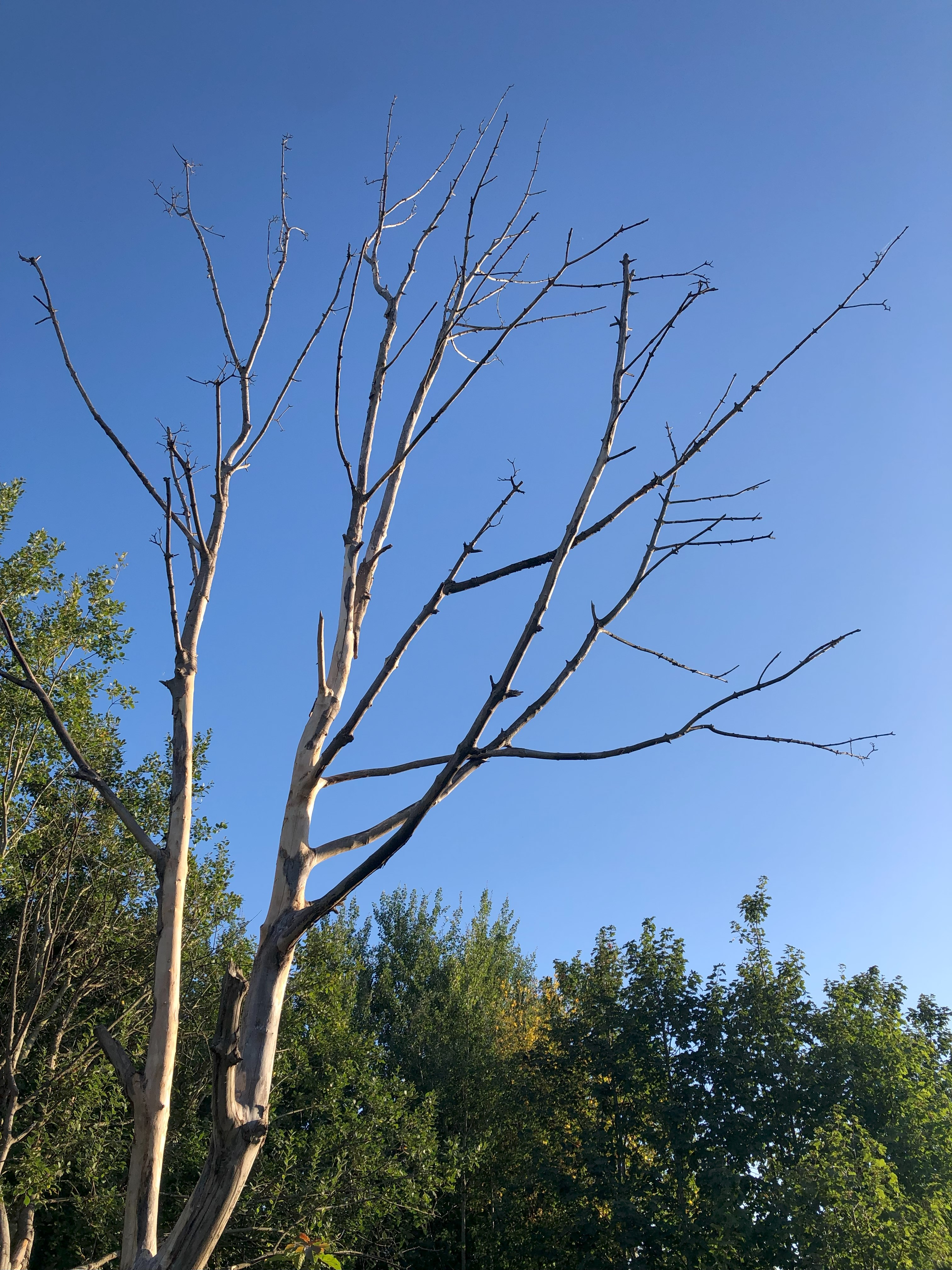 A bare-branched tree against a blue sky.
